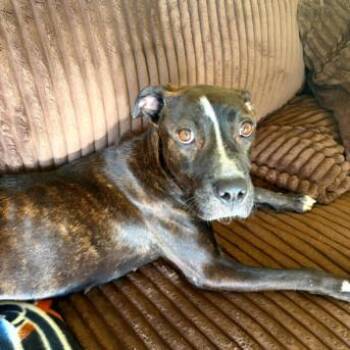 PERSEPHONE -  Pit Bull Terrier and Mixed Breed Dog for Adoption in Tulsa, Oklahoma - PERSEPHONE | PetCurious
