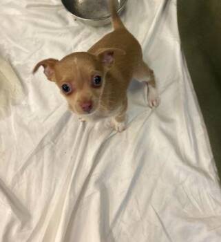 Chihuahua Dogs Available for Adoption - Cheech | PetCurious