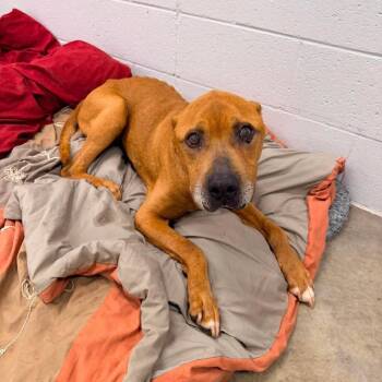 RoyBert -  Mixed Breed and Pit Bull Terrier Dog for Adoption in Spring Hill, Kansas - RoyBert | PetCurious