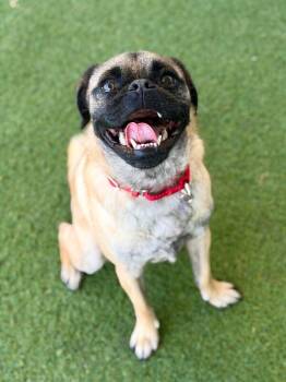 Marty -  Pug and Mixed Breed Dog for Adoption in Fruit Heights, Utah - Marty | PetCurious