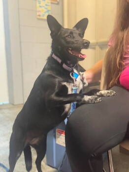 Rescue Australian Cattle Dog Blue Heeler and Australian Kelpie Dogs for Adoption in Mukwonago, Wisconsin - Bootsie | PetCurious