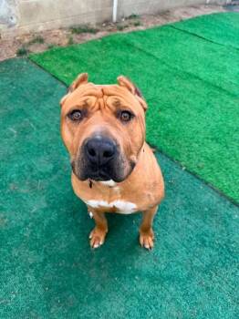 Nolan -  American Staffordshire Terrier Dog for Adoption in Youngstown, Ohio - Nolan | PetCurious