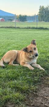 Buz -  Cattle Dog Dog for Adoption in Polson, Montana - Buz | PetCurious
