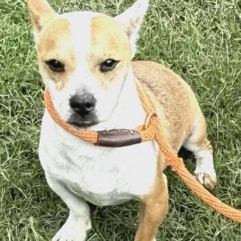 Corgi Dogs Available for Adoption in Williston, Vermont - Tate | PetCurious
