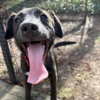 Ozzie FKA Ranger -  Feist and Mixed Breed Dog for Adoption in Falls Church, Virginia - Ozzie FKA Ranger | PetCurious
