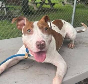 Pippet -  Pit Bull Terrier Dog for Adoption in Naperville, Illinois - Pippet | PetCurious