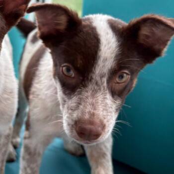 Gigi -  Australian Cattle Dog Blue Heeler Dog for Adoption in West Des Moines, Iowa - Gigi | PetCurious