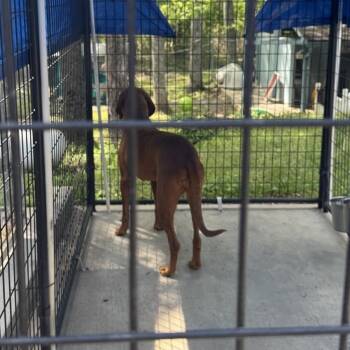 Redbone Coonhound Dogs Available for Adoption in Columbus, North Carolina - Mimi | PetCurious