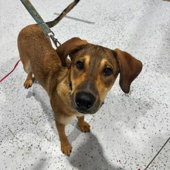 Lofi -  Hound and Mixed Breed Dog for Adoption in Drumheller, Alberta - Lofi | PetCurious