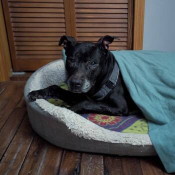 Black Labrador Retriever Dogs Available for Adoption in Normal, Illinois - Emma | PetCurious