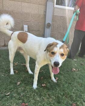 Jack -  Jack Russell Terrier and Labrador Retriever Dog for Adoption in Benbrook, Texas - Jack | PetCurious