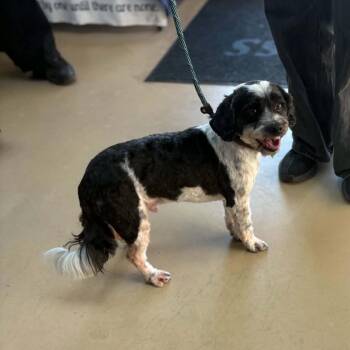 Burt - Chino Hills Location -  Lhasa Apso and Mixed Breed Dog for Adoption in Chino Hills, California - Burt - Chino Hills Location | PetCurious