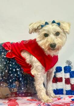 Matilda -  Miniature Schnauzer Dog for Adoption in New Stanton, Pennsylvania - Matilda | PetCurious