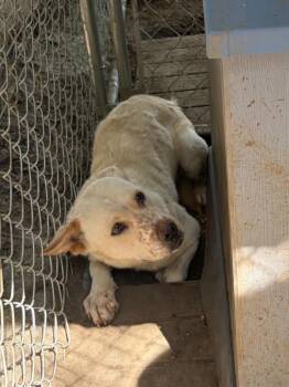 Fidler - N/ Scaredy Cat -  Mixed Breed Dog for Adoption in Lockhart, Texas - Fidler - N/ Scaredy Cat | PetCurious