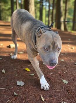 Rescue Pit Bull Terrier Dogs for Adoption in Ventura, California - Clyde | PetCurious