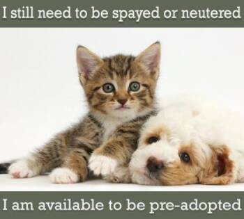 Rescue Labrador Retriever and Shepherd Dogs for Adoption in Greenville, South Carolina - Burrito | PetCurious