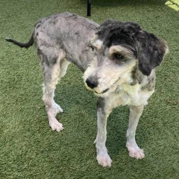 Schnauzer Dogs Available for Adoption in Hawthorne, California - Maggie | PetCurious
