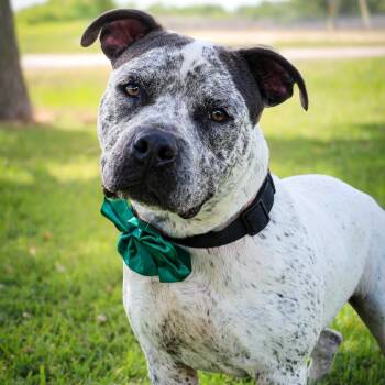 Mixed Breed Dogs Available for Adoption in Lake Jackson, Texas - Drax | PetCurious