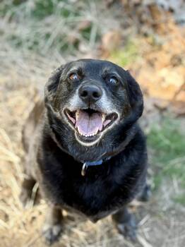 Jack -  Labrador Retriever Dog for Adoption in Athol, Massachusetts - Jack | PetCurious
