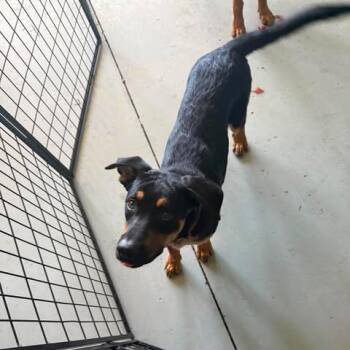 Smokey -  Shepherd and Rottweiler Dog for Adoption in Bend, Oregon - Smokey | PetCurious