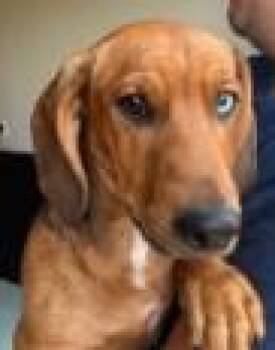 Bernard -  Dachshund and Mixed Breed Dog for Adoption in Kansas City, Missouri - Bernard | PetCurious