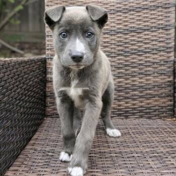 Labrador Retriever and Mixed Breed Dogs Available for Adoption in Griswold, Connecticut - Yogi | PetCurious