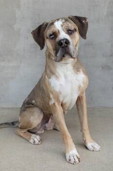 Mister -  Mixed Breed Dog for Adoption in Longmont, Colorado - Mister | PetCurious