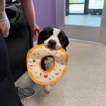 Panda -  Mixed Breed Dog for Adoption in Englewood, Florida - Panda | PetCurious