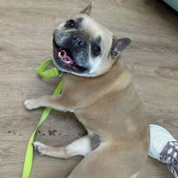SVAS-Stray-38831 -  French Bulldog Dog for Adoption in Lyndhurst, Virginia - SVAS-Stray-38831 | PetCurious
