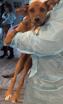 Mixed Breed Dogs Available for Adoption in Rock Hill, New York - Sable | PetCurious