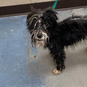 Mixed Breed Dogs Available for Adoption in Memphis, Tennessee - Westie | PetCurious