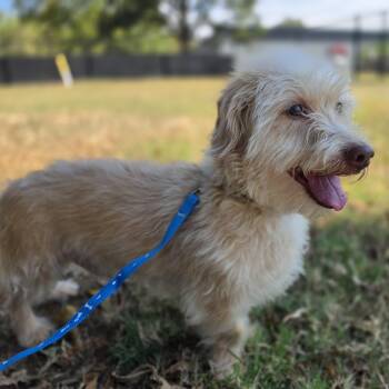 Glenn -  Dachshund Dog for Adoption in Lowell, Arkansas - Glenn | PetCurious