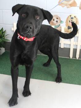 Rescue Black Labrador Retriever Dogs for Adoption in Lake Wylie, South Carolina - Rolo | PetCurious