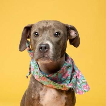 Bevy -  Pit Bull Terrier and Mixed Breed Dog for Adoption in Atlanta, Georgia - Bevy | PetCurious
