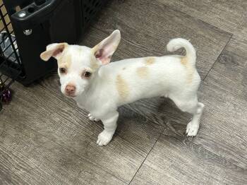Chihuahua Dogs Available for Adoption in Gig Harbor, Washington - Lola | PetCurious
