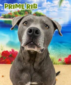 Prime Rib -  Mixed Breed Dog for Adoption in Flint, Michigan - Prime Rib | PetCurious