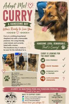 Curry -  Shepherd and Australian Shepherd Dog for Adoption in Frazier Park, California - Curry | PetCurious