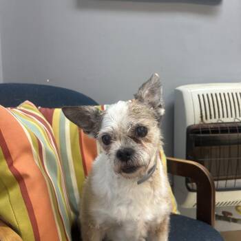 Ella -  Shih Tzu Dog for Adoption in Dyersburg, Tennessee - Ella | PetCurious