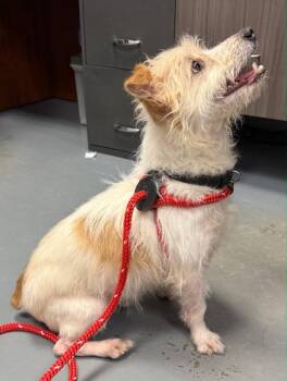 Jack Russell Terrier and Poodle Dogs Available for Adoption - Zeke-in A Foster Home | PetCurious