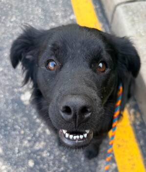 Andromeda -  Labrador Retriever Dog for Adoption in Germantown, Ohio - Andromeda | PetCurious