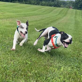 Bugs -  Mixed Breed Dog for Adoption in New York, New York - Bugs | PetCurious