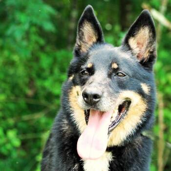Norman -  Mixed Breed Dog for Adoption in Madison, Wisconsin - Norman | PetCurious