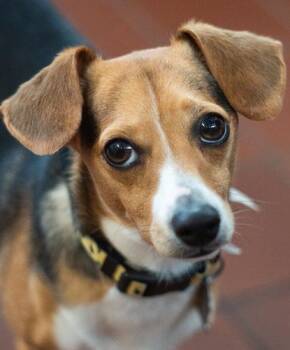 Falcon -  Chihuahua and Beagle Dog for Adoption in Encinitas, California - Falcon | PetCurious