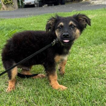 Australian Shepherd and Australian Terrier Dogs Available for Adoption in New York, New York - APPLE JACK "Your Perfect Little Cuddle Buddy" The Cereal Litter  | PetCurious