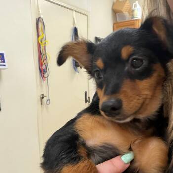 Tallulah -  Mixed Breed Dog for Adoption in Pekin, Illinois - Tallulah | PetCurious