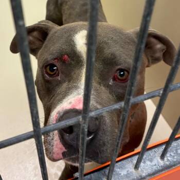 Brutus -  Pit Bull Terrier Dog for Adoption in Philadelphia, Pennsylvania - Brutus | PetCurious
