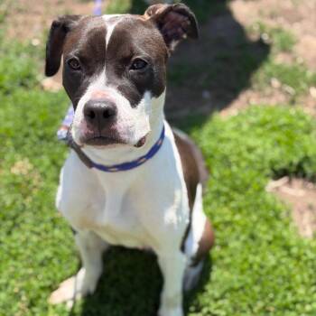 Callie -  Mixed Breed Dog for Adoption in Newark, New Jersey - Callie | PetCurious