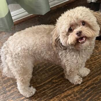 Cocoa Bean -  Poodle Dog for Adoption in Plano, Texas - Cocoa Bean | PetCurious