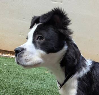 Freddo -  Border Collie Dog for Adoption in Cumming, Georgia - Freddo | PetCurious