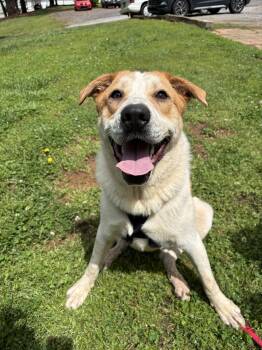 Rescue Great Pyrenees and Labrador Retriever Dogs for Adoption in Marietta, Georgia - Simba | PetCurious